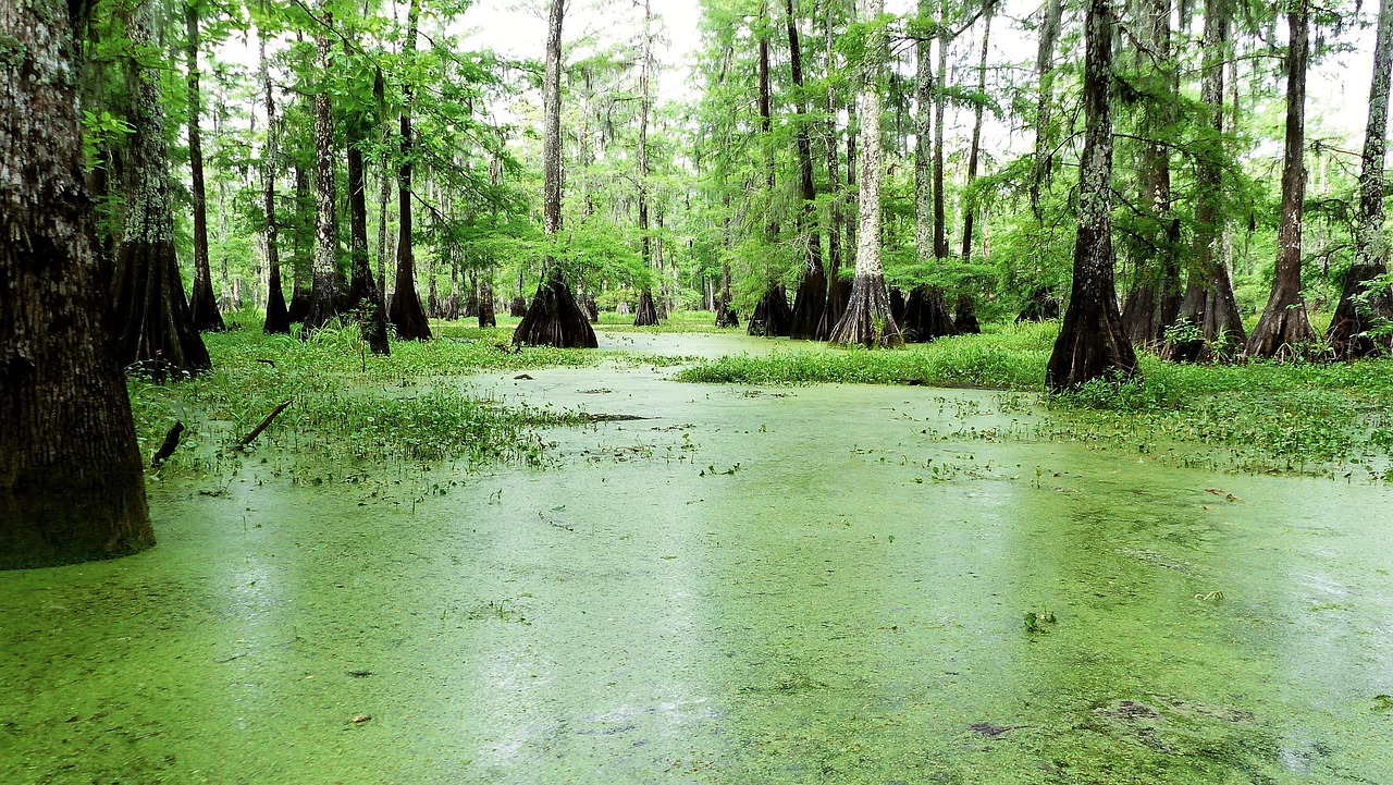 Ežeras,  Bayou,  Louisiana,  Pobūdį,  Marsh,  Kraštovaizdis,  Vandens,  Laukinių,  Ramus,  Mįslingas