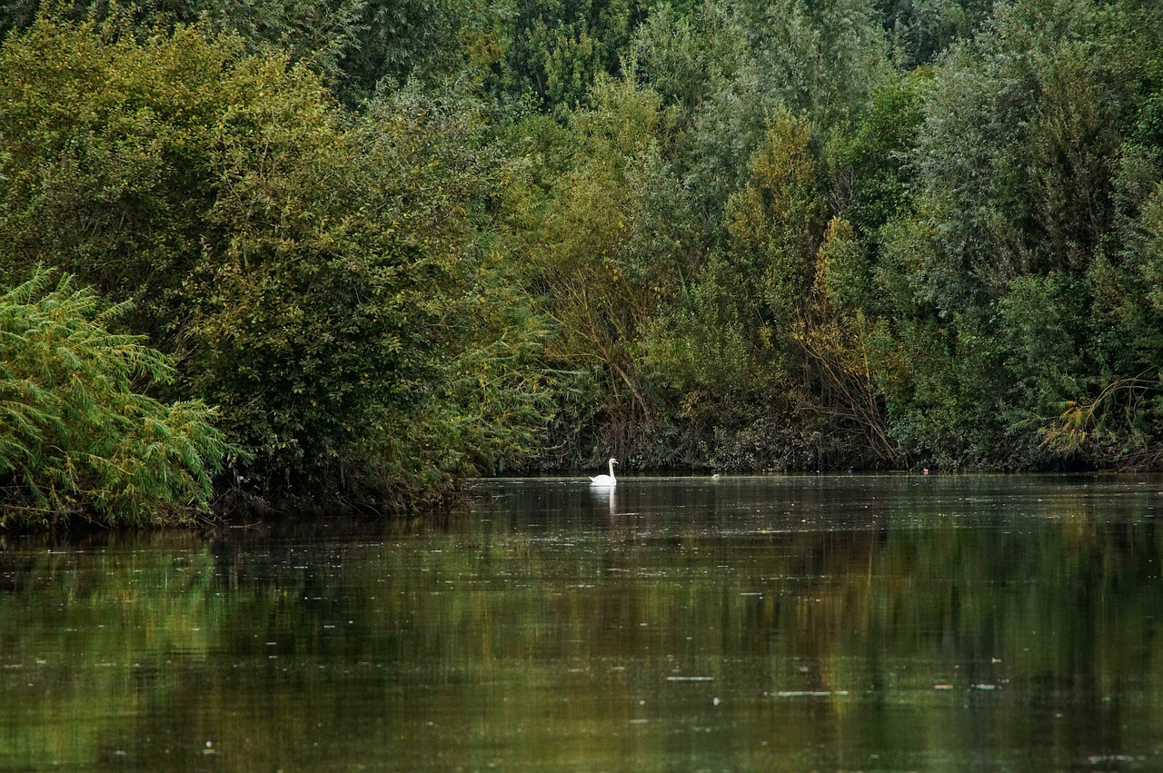 Ežeras, Gulbė, Vandens Atspindys, Veidrodis, Vanduo, Upė, Idilija, Nemokamos Nuotraukos,  Nemokama Licenzija