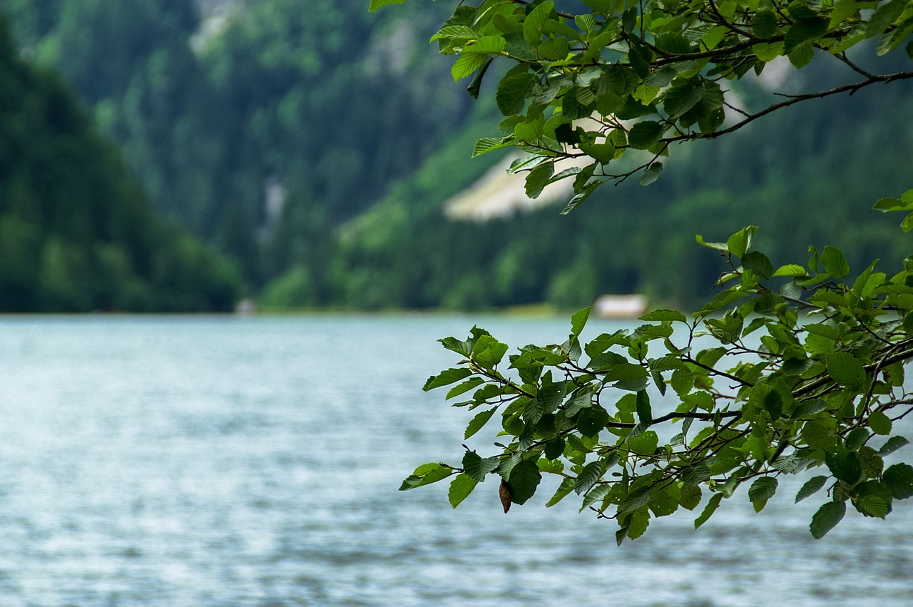 Ežeras, Medis, Lapai, Austria, Filialai, Skleisti, Vasara, Kraštovaizdis, Nemokamos Nuotraukos,  Nemokama Licenzija