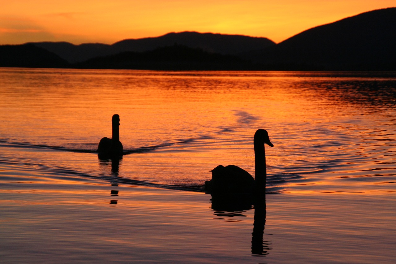 Ežeras Biel, Gulbės, Vakaras, Nuotaika, Abendstimmung, Ežeras, Veidrodis, Kartu, Pora, Nemokamos Nuotraukos