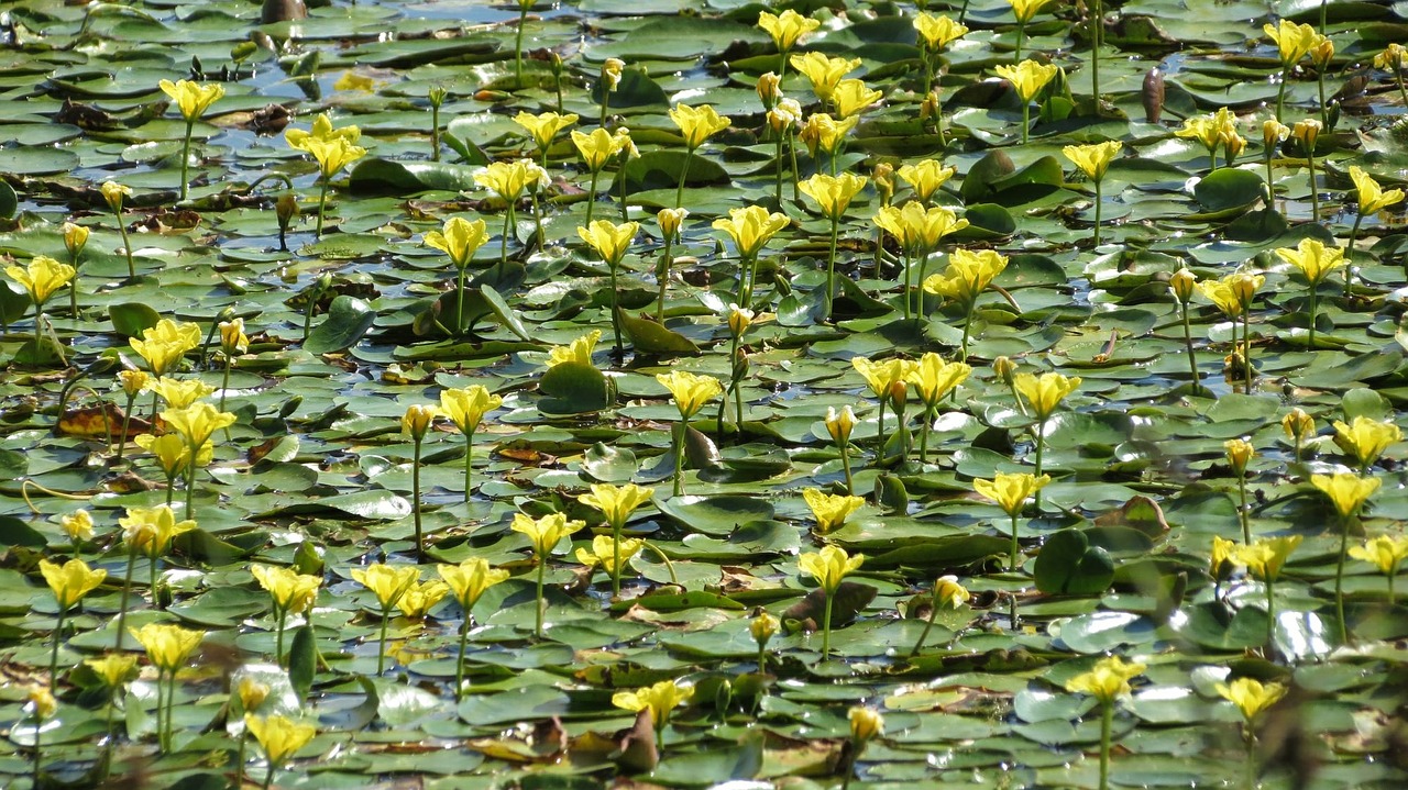 Ežero Krūva, Nymphaea, Geltona, Tvenkinys, Nemokamos Nuotraukos,  Nemokama Licenzija