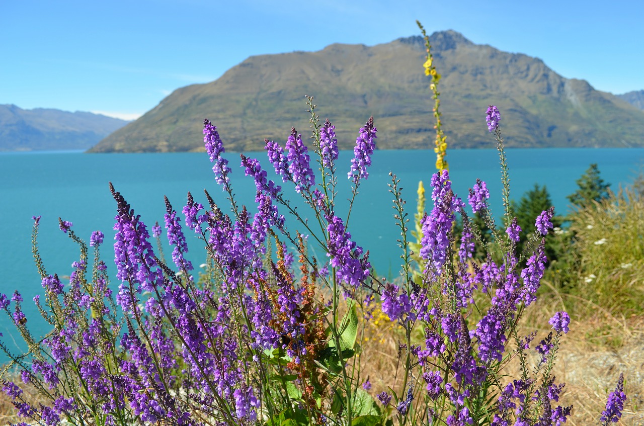 Ežeras Wanaka, Naujoji Zelandija, Ežeras, Gamta, Kraštovaizdis, Aplinka, Violetinė, Gėlės, Nemokamos Nuotraukos,  Nemokama Licenzija