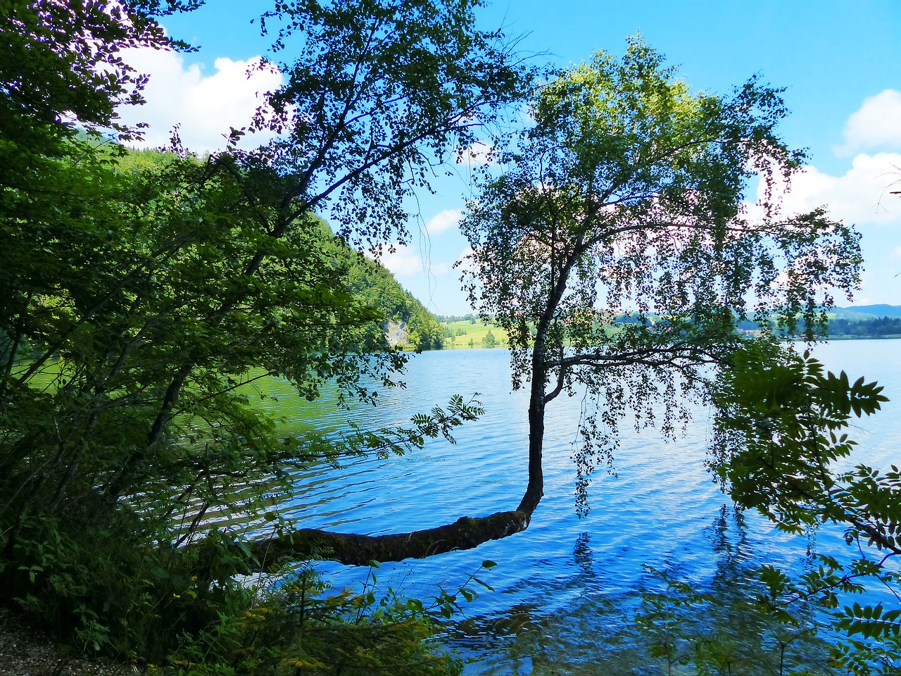 Ežeras Weissensee, Ežeras, Vandenys, Uferweg, Medžio Formavimas, Allgäu, Ekskursijos Paskirties Vieta, Füssen, Vasara, Laisvalaikis