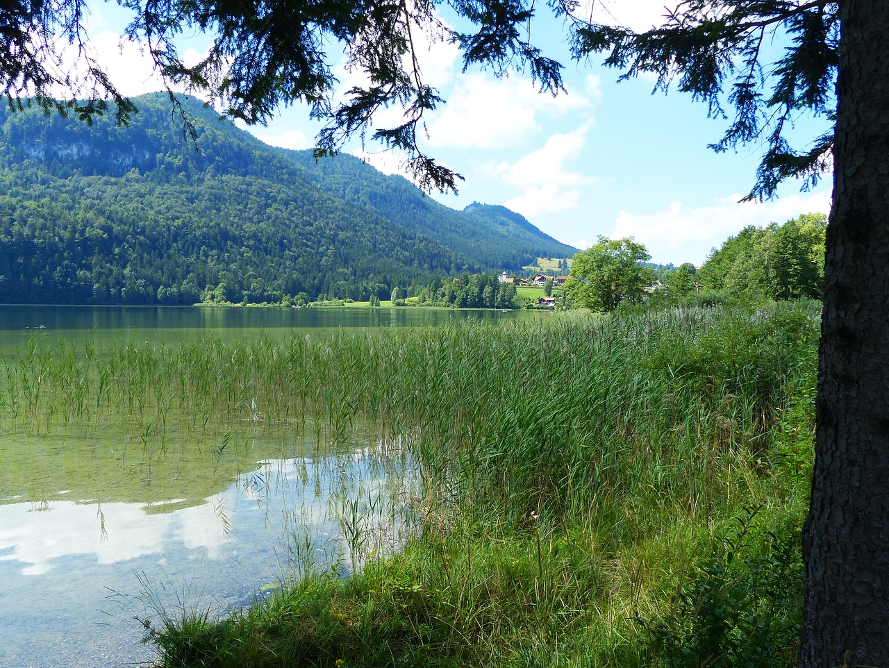 Ežeras Weissensee, Ežeras, Vandenys, Vakarinis Bankas, Nendrė, Bendruomeninis Ežeras, Allgäu, Ekskursijos Paskirties Vieta, Füssen, Vasara