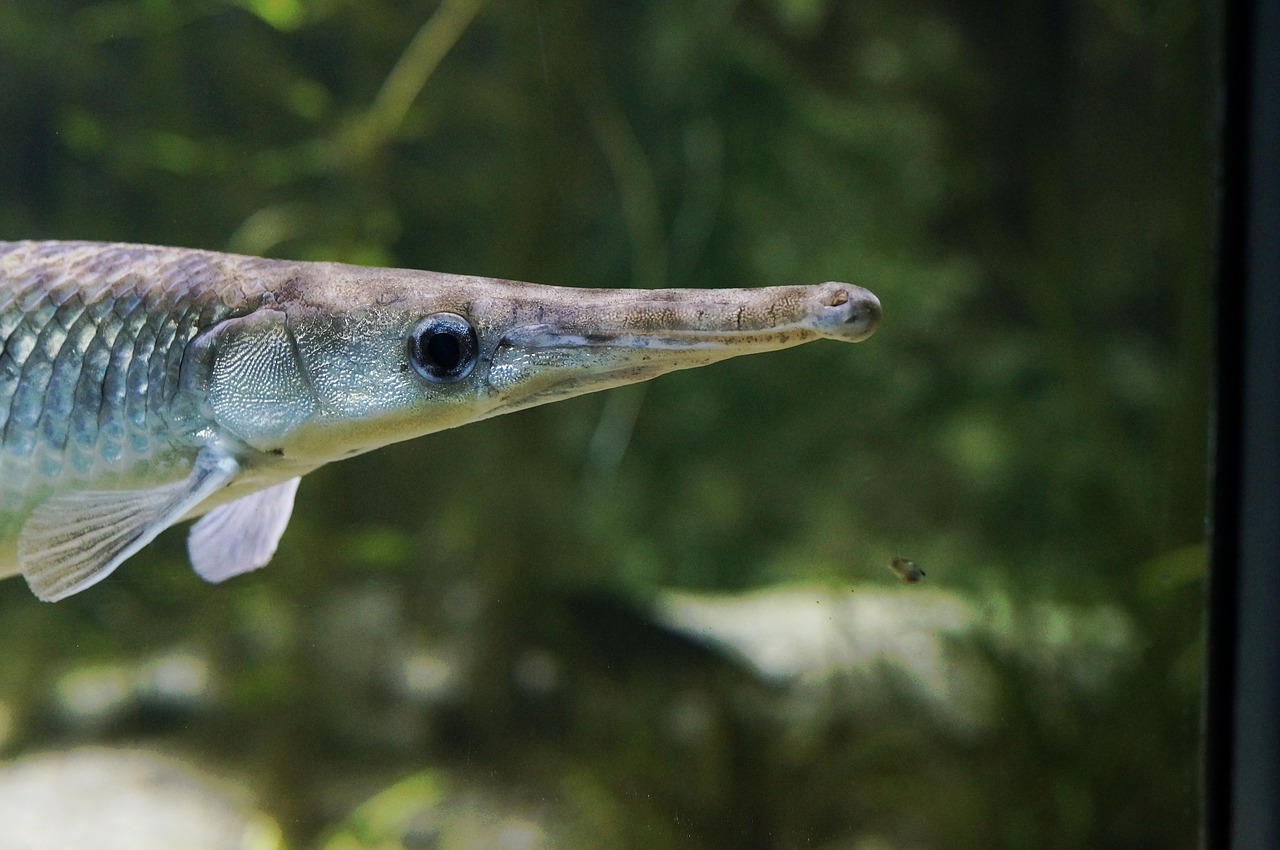 Ežerai Brangūs, Kaulinė Žuvis, Syngnathidae, Nemokamos Nuotraukos,  Nemokama Licenzija