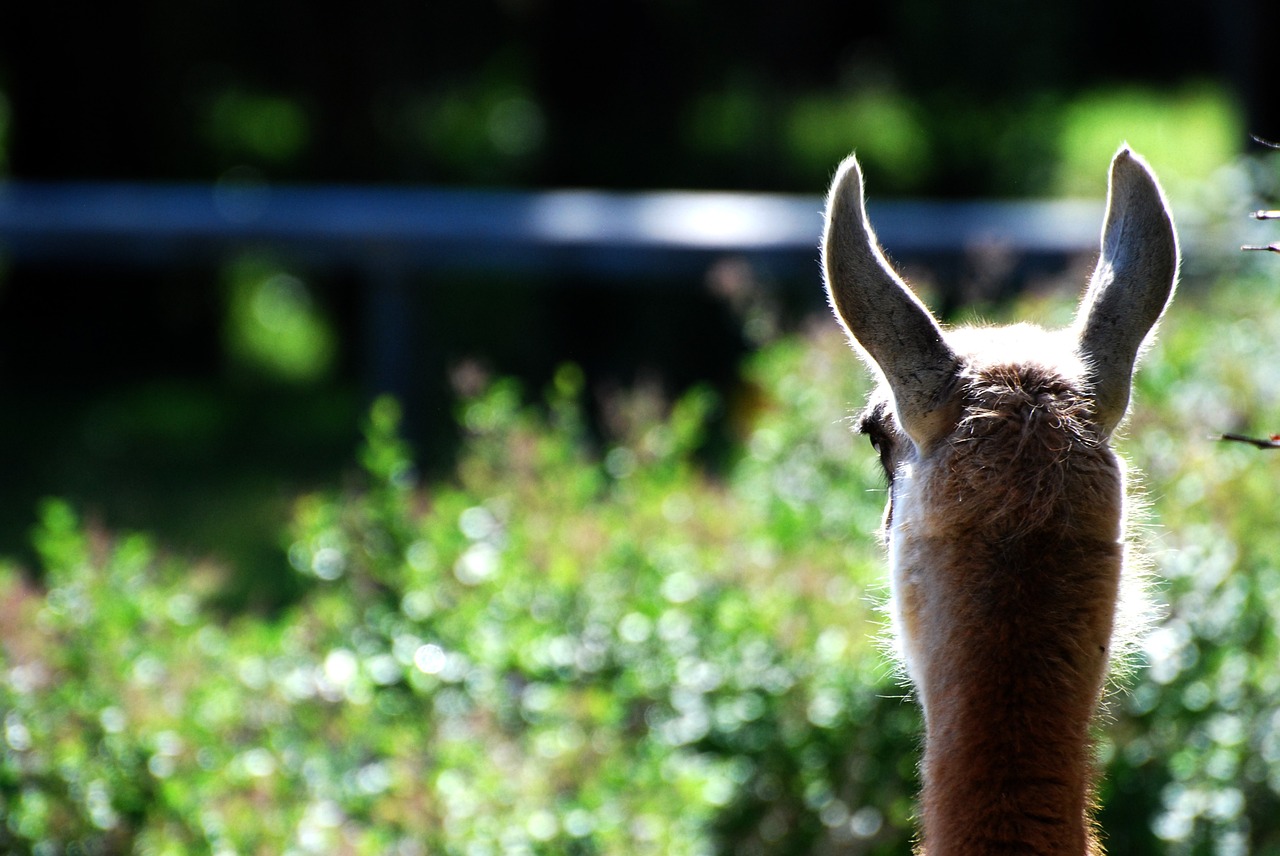 Lama, Gyvūnai, Lama, Skautas, Mielas, Gyvulinis Gyvenimas, Zoologijos Sodas, Nemokamos Nuotraukos,  Nemokama Licenzija