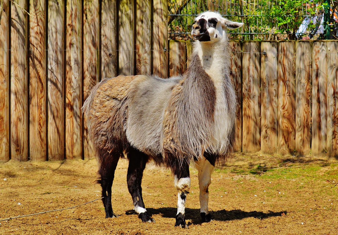 Lama, Gyvūnas, Kailis, Juokinga, Mielas, Tierpark Hellabrunn, Munich, Gyvūnų Pasaulis, Laukinės Gamtos Fotografija, Nemokamos Nuotraukos