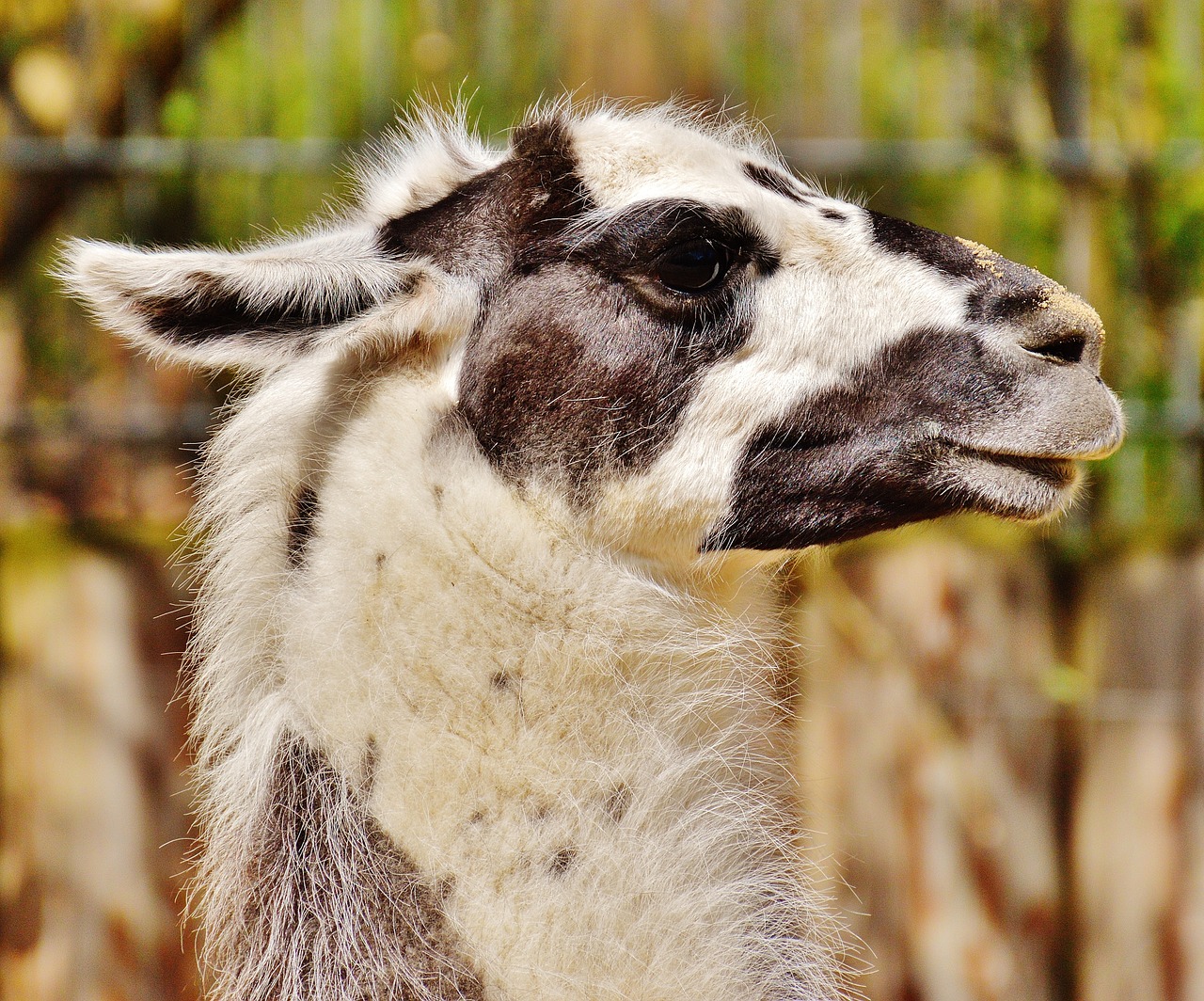 Lama, Gyvūnas, Kailis, Juokinga, Mielas, Tierpark Hellabrunn, Munich, Gyvūnų Pasaulis, Laukinės Gamtos Fotografija, Nemokamos Nuotraukos