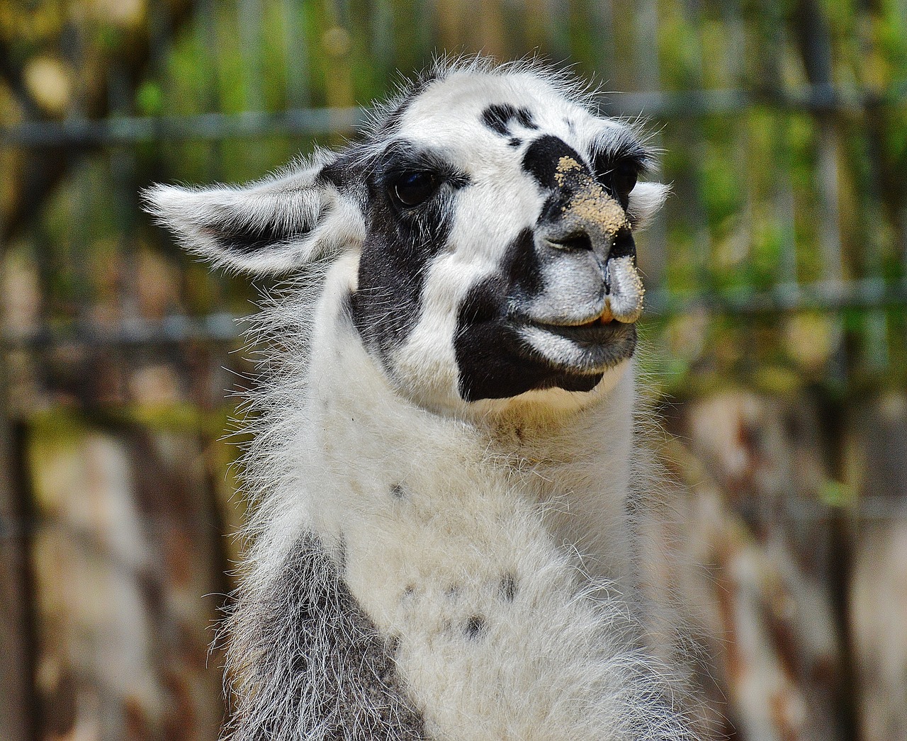 Lama, Gyvūnas, Kailis, Juokinga, Mielas, Tierpark Hellabrunn, Munich, Gyvūnų Pasaulis, Laukinės Gamtos Fotografija, Nemokamos Nuotraukos