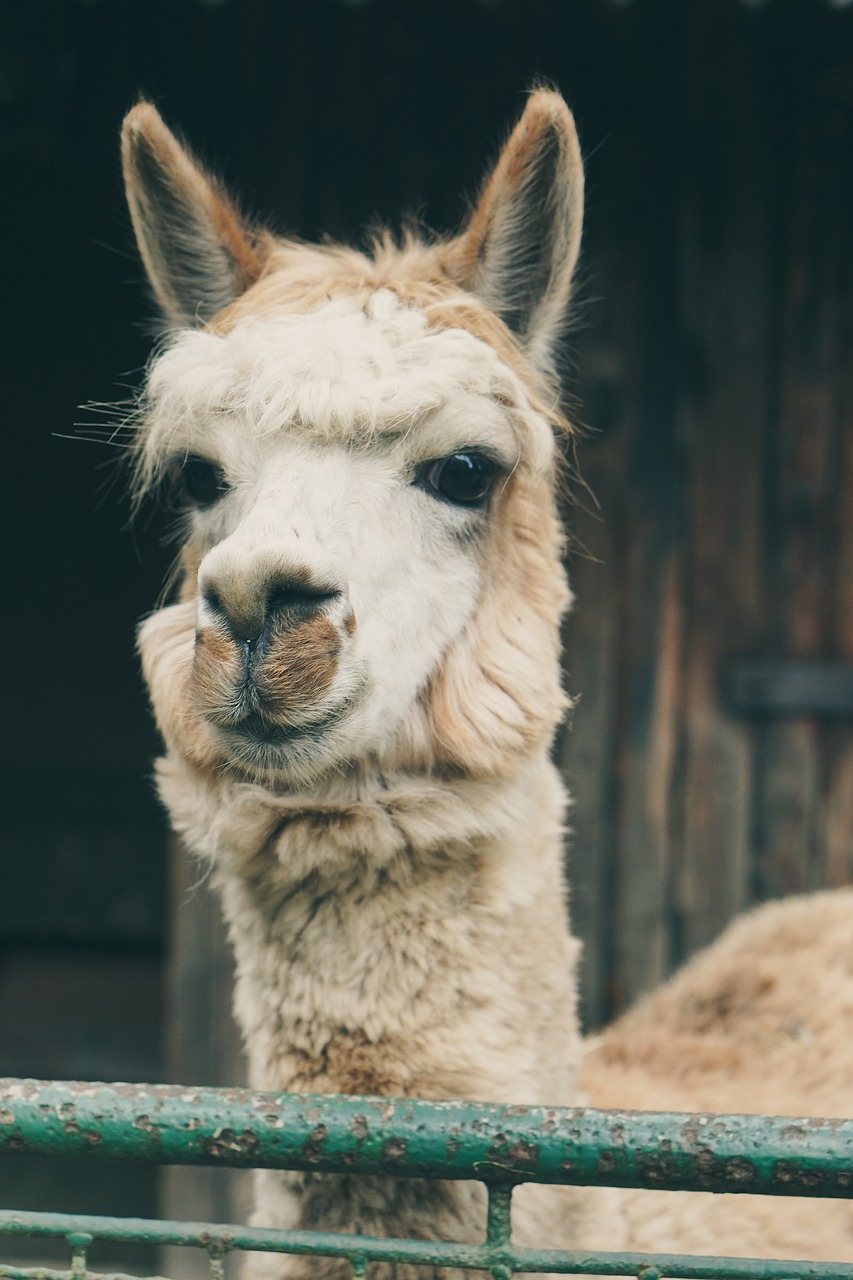 Lama, Alpaka, Nelaisvė, Juoda Ir Balta, Tvora, Zoologijos Sodas, Laukinės Gamtos Fotografija, Liūdnas, Užrakintas, Tvoros