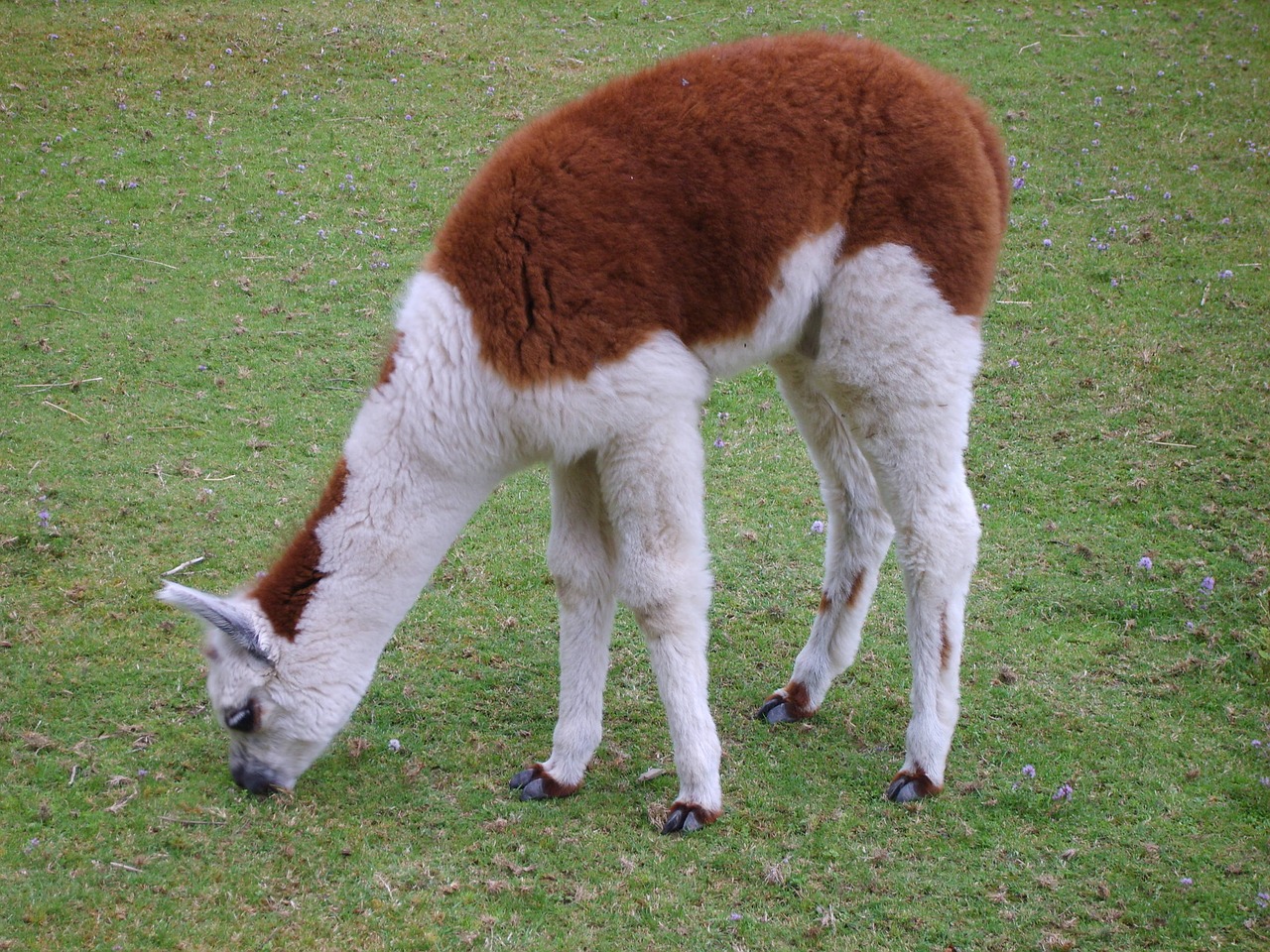 Alpaka, Gyvūnas, Lama, Nemokamos Nuotraukos,  Nemokama Licenzija