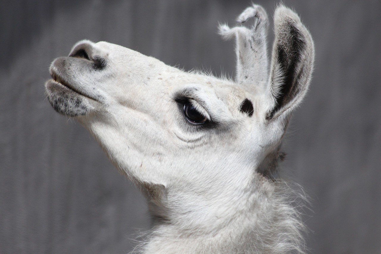 Lama, Lama Glama, Gyvūnas, Galva, Akys, Ausys, Vienkartiniai Nagai, Zoologijos Sodas, Krupnyj Planas, Fauna