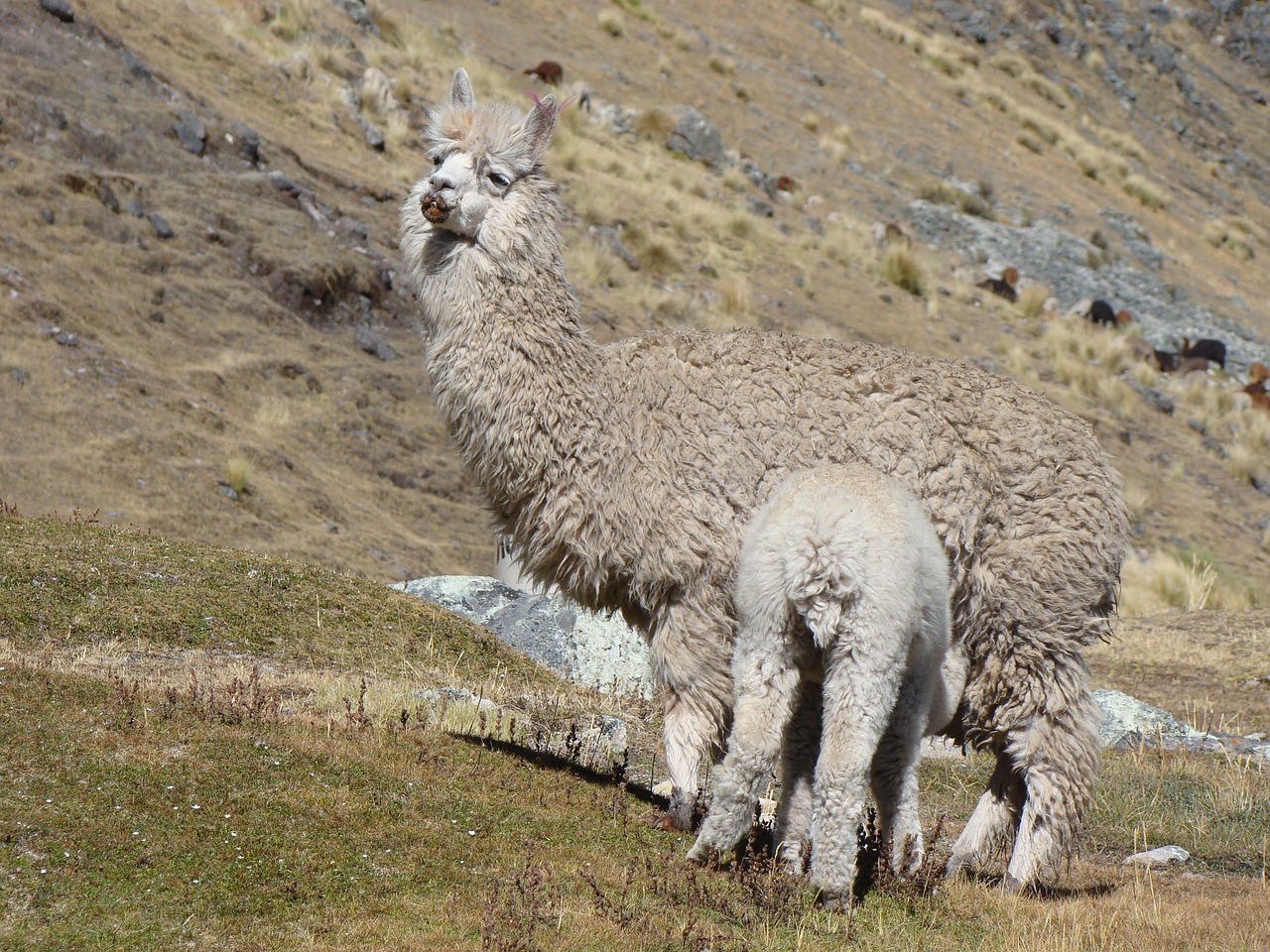 Lama, Peru, Motina, Maitinti, Kūdikis, Gamta, Gyvūnai, Nemokamos Nuotraukos,  Nemokama Licenzija