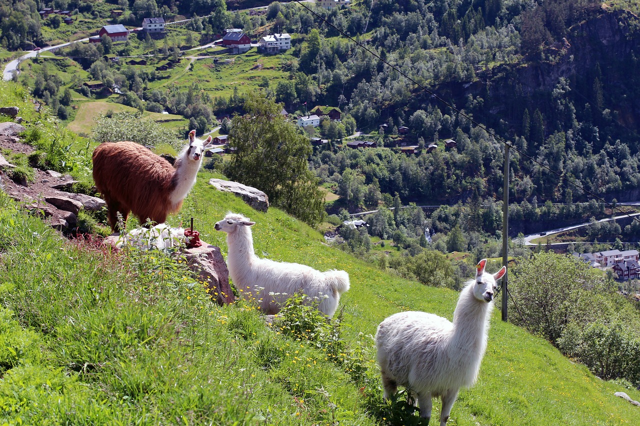 Lama, Lamas, Žalias, Vaizdas, Žiūrėti, Nerija, Gyvūnas, Egzotiškas, Pieva, Kalnai