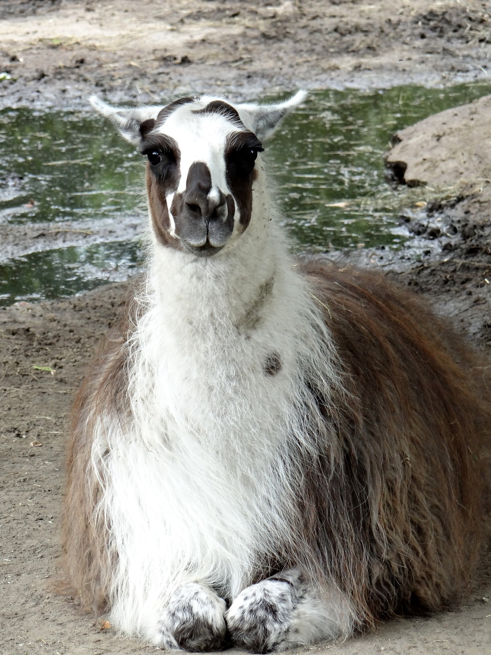 Lama, Camelids, Kalakutienos, Žinduolis, Fauna, Gyvūnas, Podiumas, Vilnos, Andų Plokščiosios, Žolėdžius