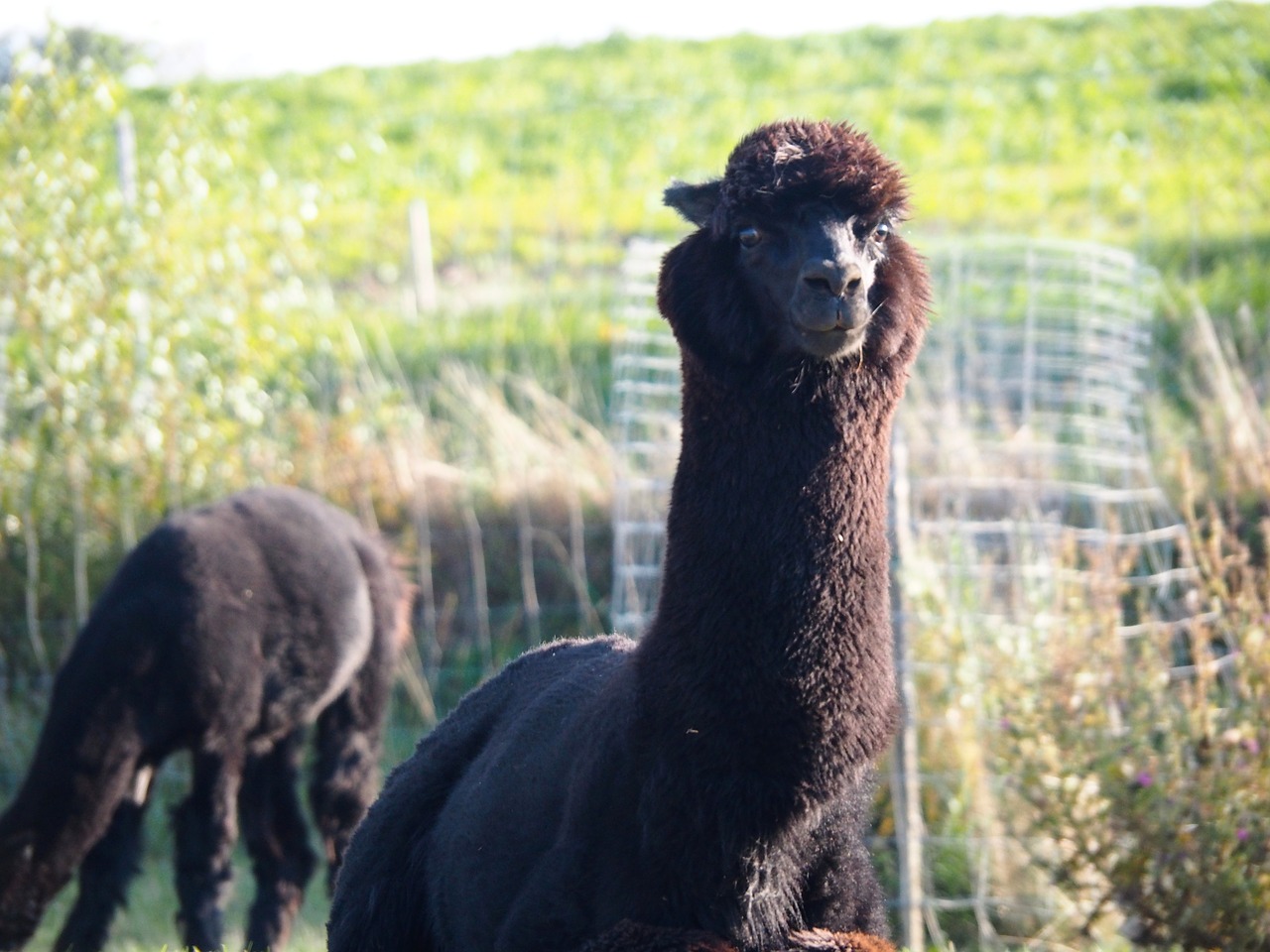 Lama, Juoda, Mielas, Gyvūnų Gerovė, Patinka Gyvūnams, Patenkintas, Galva, Laukinės Gamtos Fotografija, Padaras, Gyvūnų Įrašymas