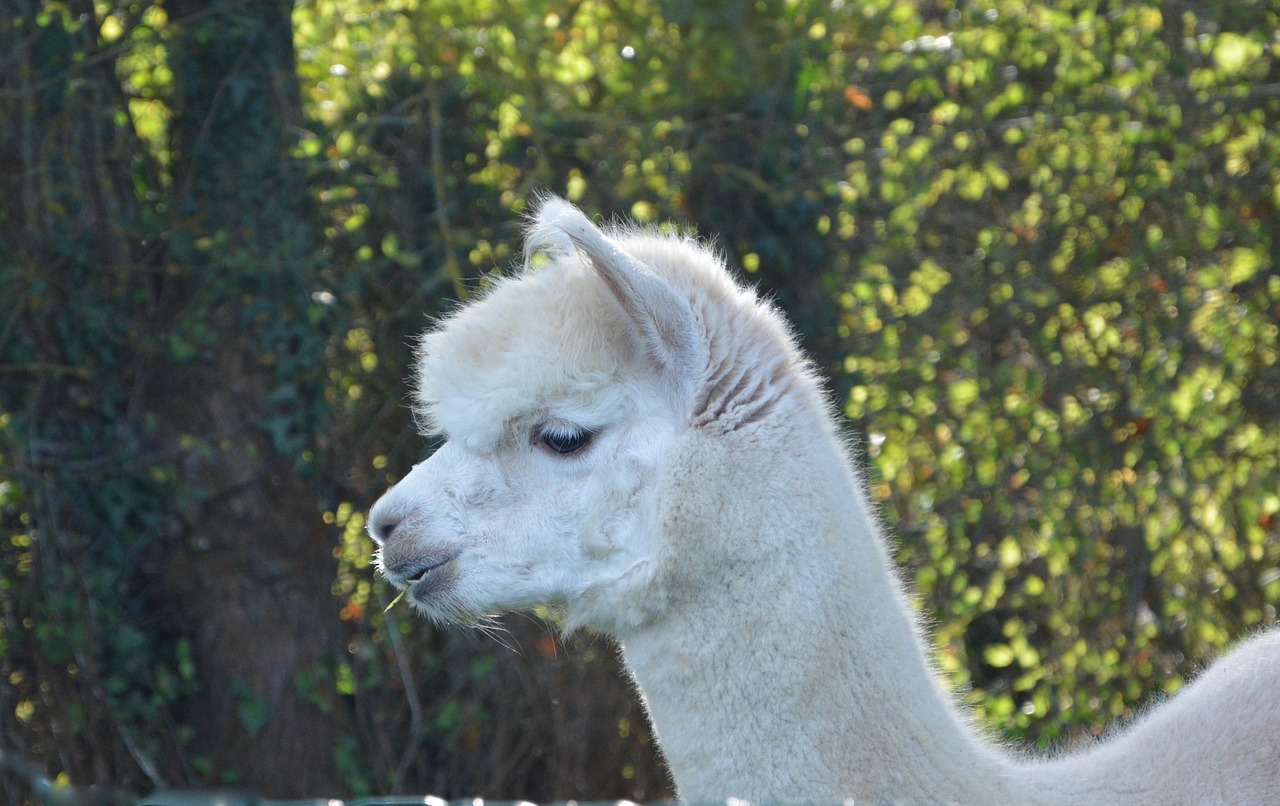 Lama, Lama Glama, Balta Lama, Kupranugaris Pietų Amerikietis, Gyvūnas, Baltas Kailis, Gamta, Mielas, Minkštas, Naminis Gyvūnas