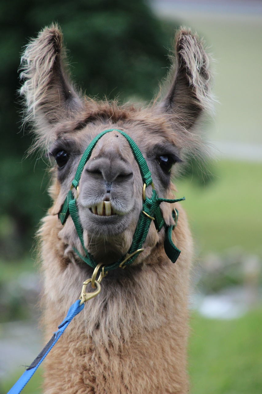 Lama, Portretas, Gyvūnų Pasaulis, Gyvūnas, Purus, Veidas, Laukinės Gamtos Fotografija, Lama Galva, Dėmesio, Juokinga