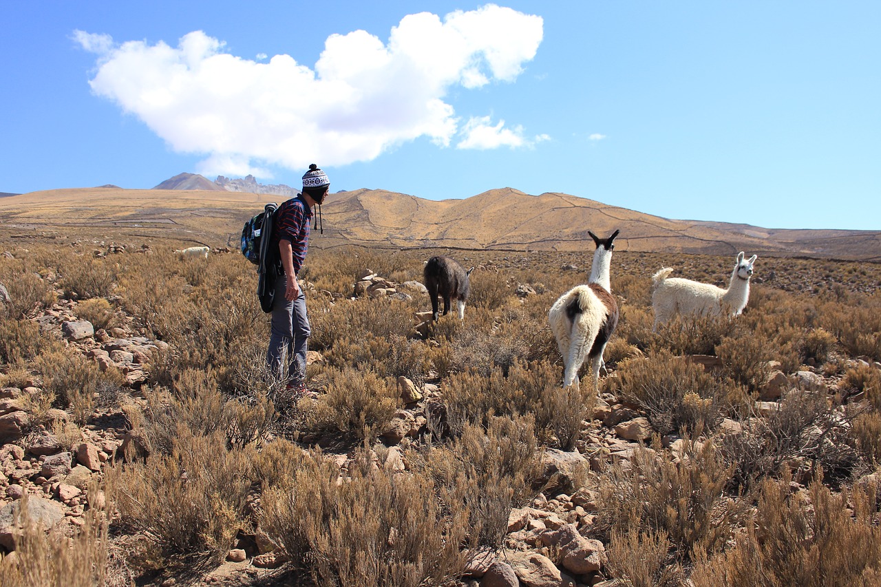 Lama, Bolivija, Pietų Amerika, Kalnai, Žygiai, Gamta, Mėlynas, Dangus, Kuprinė, Turistinis