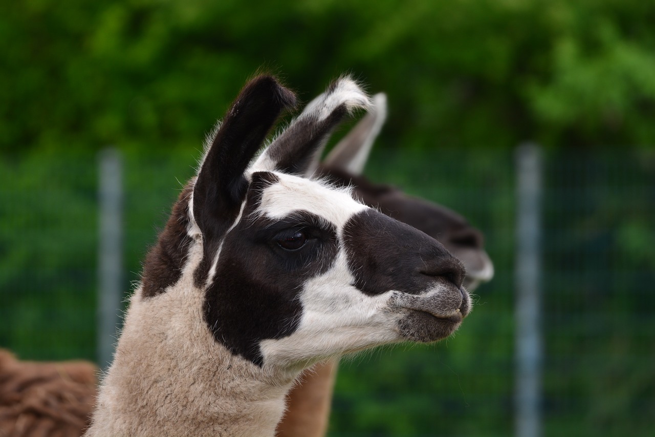 Lama, Gyvūnas, Pūkuotas, Purus, Galva, Plaukai, Kailis, Portretas, Žinduolis, Veidas