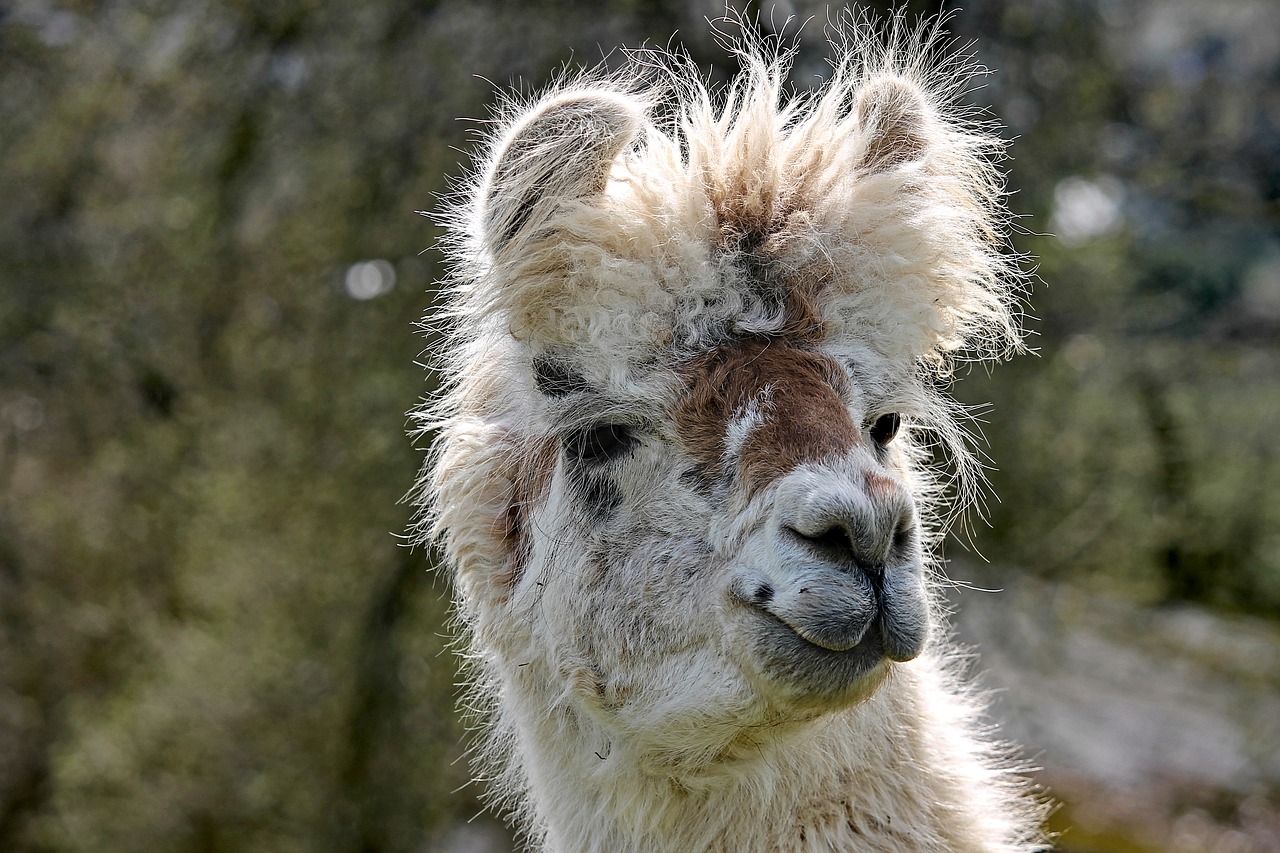 Lama,  Galva,  Portretas,  Andes,  Paarhufer,  Gumbuotą Ohler,  Augintinė,  Žvėriška Našta,  Gyvūnas,  Žinduolis