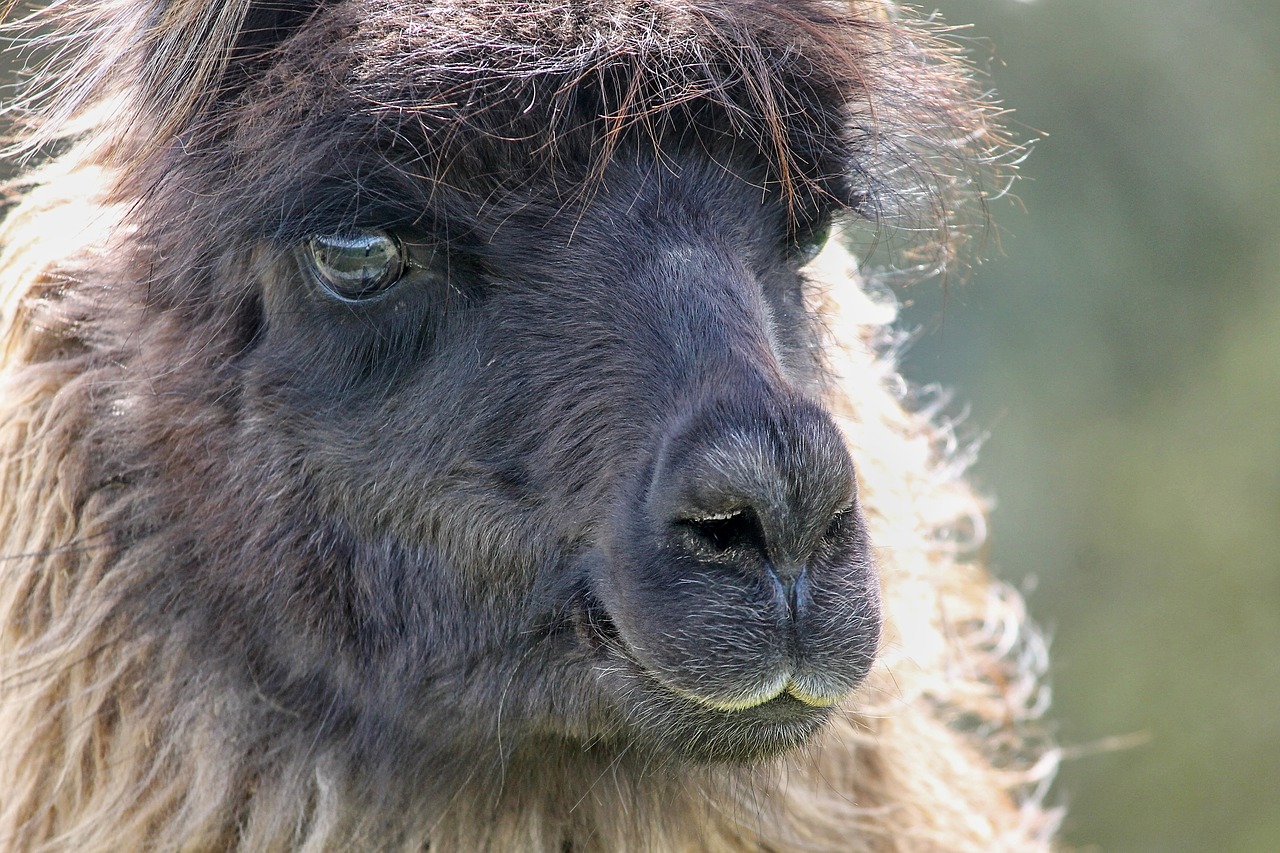 Lama,  Galva,  Portretas,  Andes,  Paarhufer,  Gumbuotą Ohler,  Augintinė,  Žvėriška Našta,  Gyvūnas,  Žinduolis