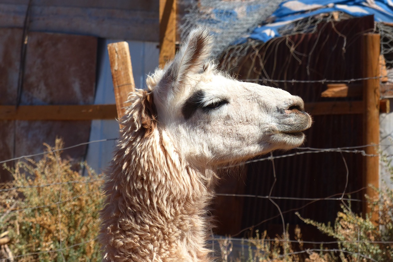 Lama,  Gyvūnas,  Peru,  Chile,  Bolivija,  Vata,  Mėsos,  Galva,  Mielas,  Gyvūnijos Pasaulyje