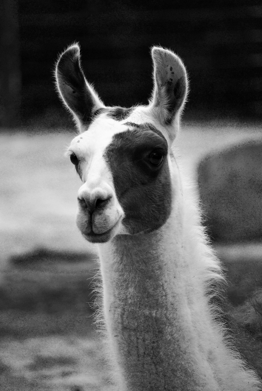 Lama, Gamta, Gyvūnas, Laukinės Gamtos Fotografija, Gyvūnų Portretas, Nemokamos Nuotraukos,  Nemokama Licenzija