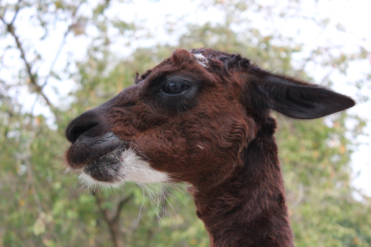 Lama, Zoologijos Sodas, Veidas, Petting Zoologijos Sode, Žinduolis, Gyvūnas, Lama Galva, Purus, Kailis, Gamta