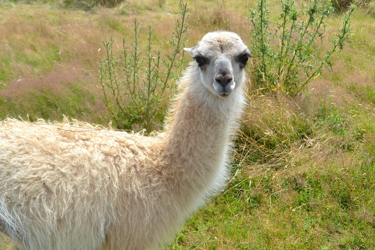 Lama, Gamta, Balta, Kupranugaris, Naminis Gyvūnas, Nemokamos Nuotraukos,  Nemokama Licenzija