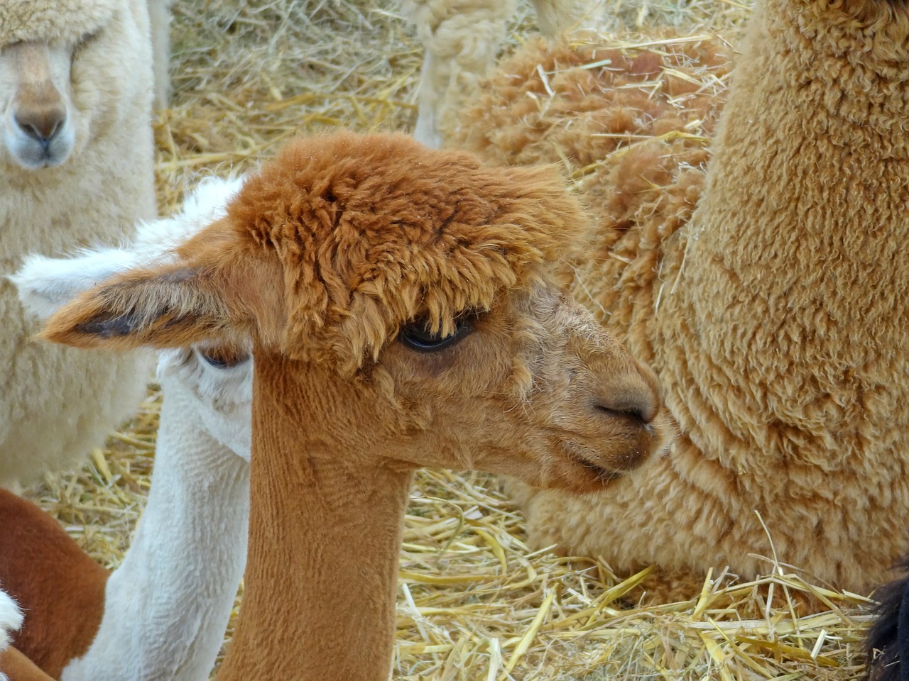 Lama, Kameltier, Šiaudai, Ūkis, Zoologijos Sodas, Lama Vilna, Kailis, Nemokamos Nuotraukos,  Nemokama Licenzija