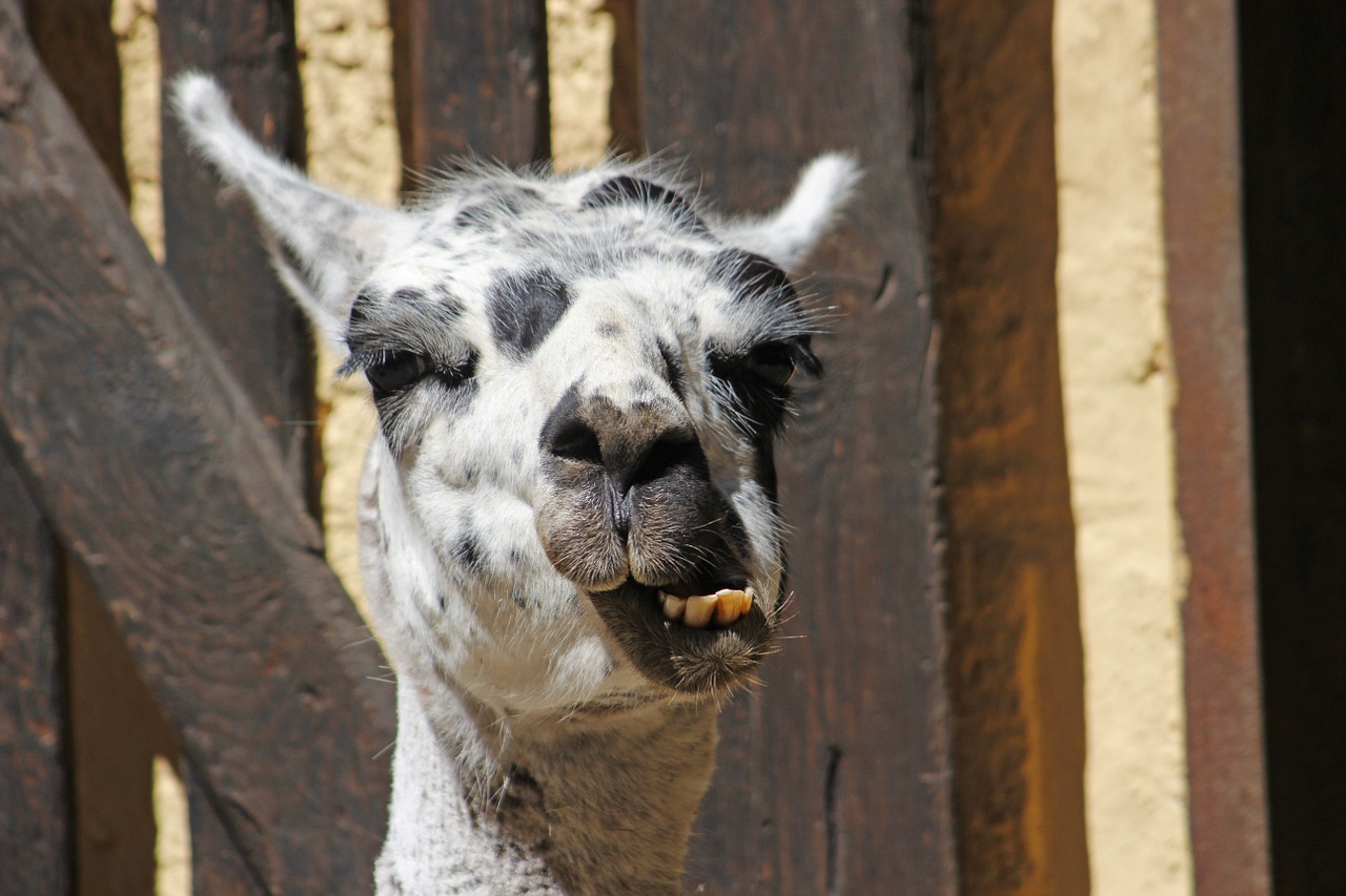 Lama, Galva, Veidas, Ausys, Zoologijos Sodas, Laukinės Gamtos Fotografija, Žinduolis, Lama Galva, Portretas, Nemokamos Nuotraukos