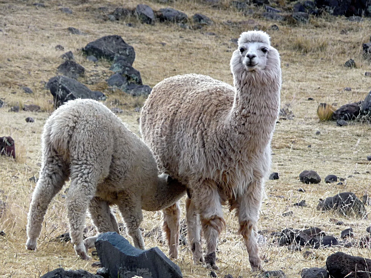 Lama, Alpaka, Peru, Motina, Gyvūnas, Nemokamos Nuotraukos,  Nemokama Licenzija