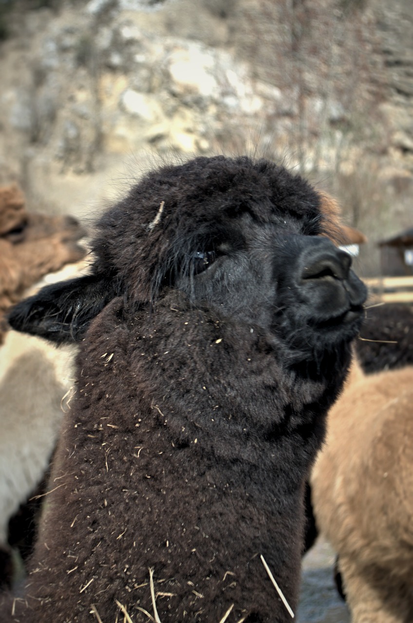 Lama,  Išsamiai,  Banga,  Zoologijos Sodas,  Karjeras,  Juoda, Nemokamos Nuotraukos,  Nemokama Licenzija