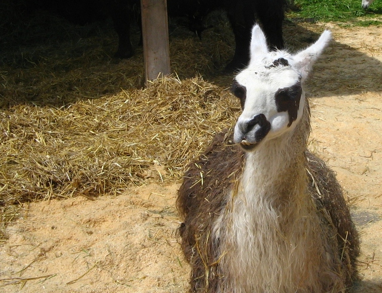 Lama, Zoologijos Sodas, Ūkis, Gyvūnas, Stalas, Nemokamos Nuotraukos,  Nemokama Licenzija