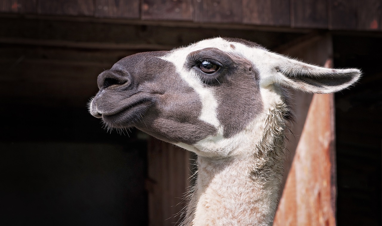 Lama, Kupranugaris, Gyvūnas, Paarhufer, Žinduoliai, Padaras, Lama Galva, Laukinės Gamtos Fotografija, Uždaryti, Kailis