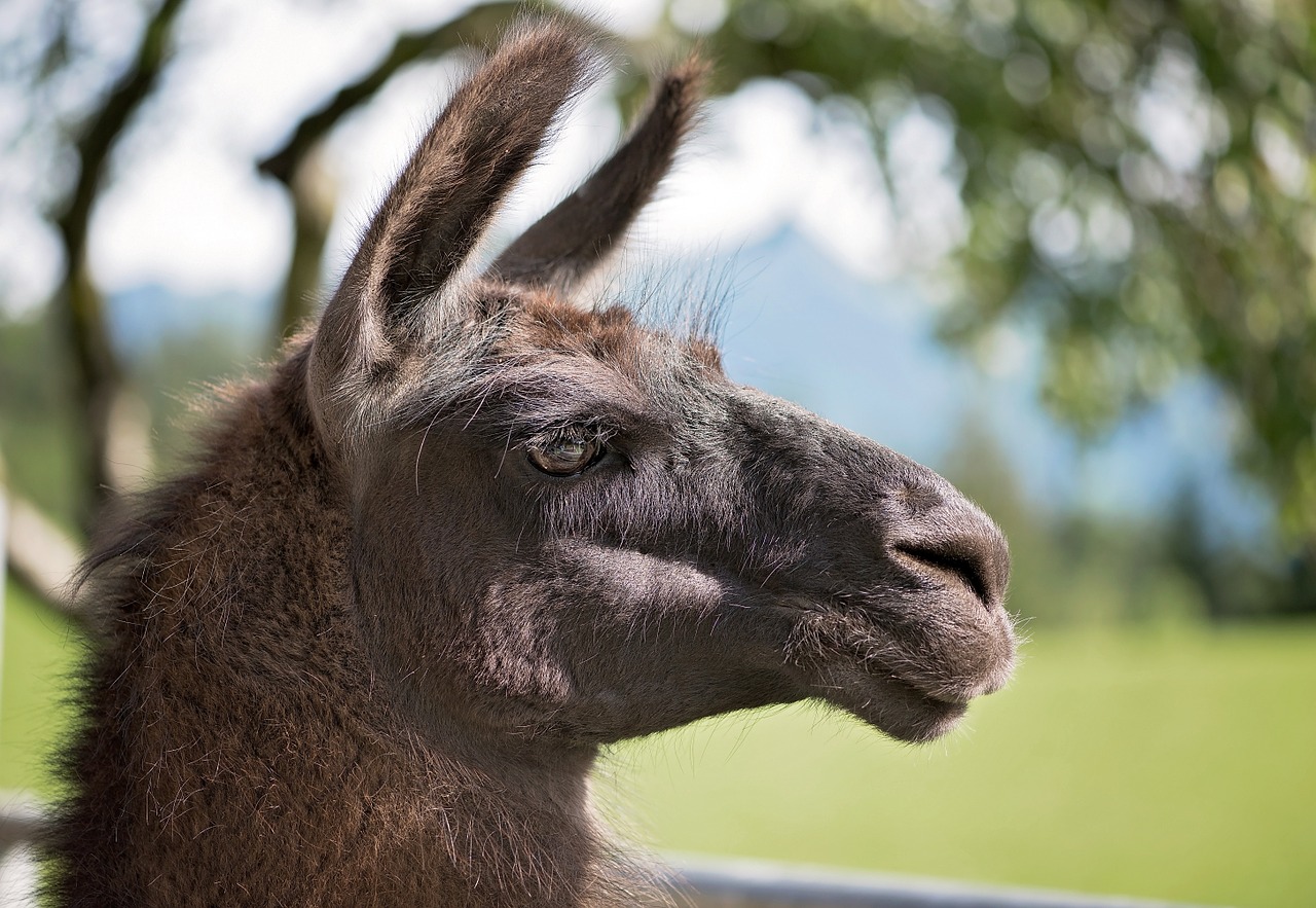 Lama,  Kupranugaris,  Ruda,  Lama Galva,  Padaras,  Laukinės Gamtos Fotografija,  Paarhufer,  Žinduoliai,  Gyvūnas,  Kailis