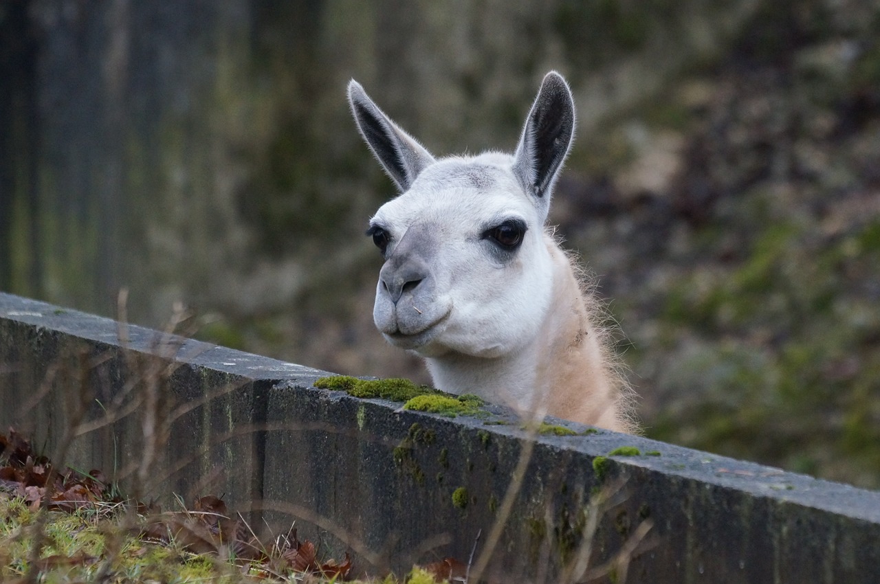 Lama,  Atsipalaidavęs,  Mėgautis, Nemokamos Nuotraukos,  Nemokama Licenzija