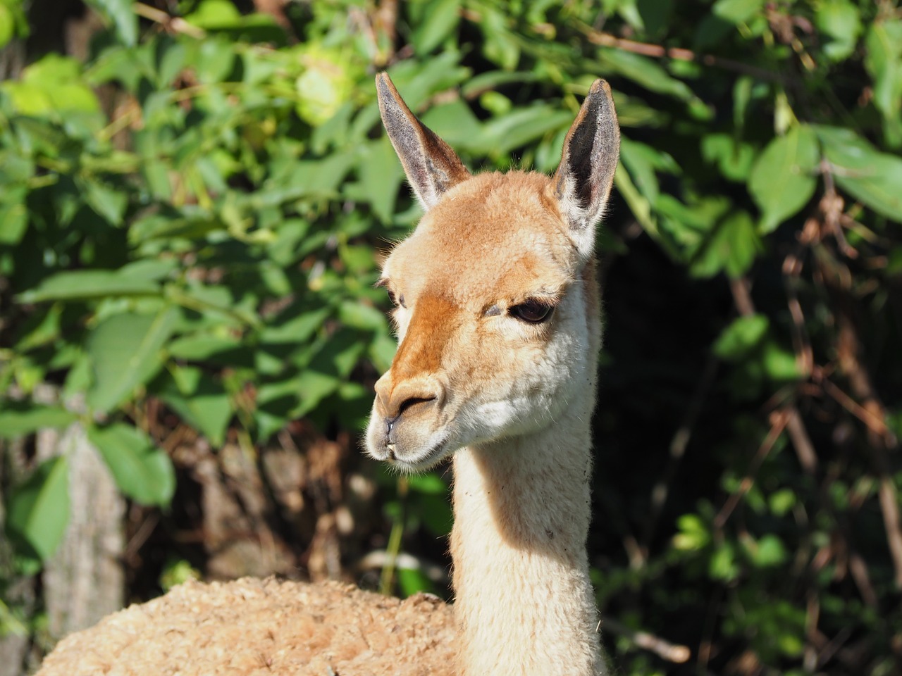 Lama, Veidas, Zoologijos Sodas, Vaizdas, Gyvūnas, Nemokamos Nuotraukos,  Nemokama Licenzija