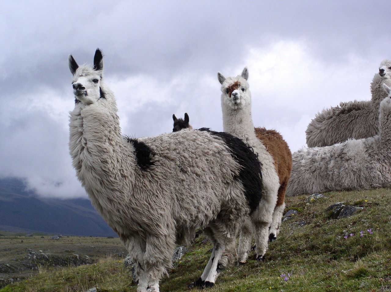 Lama, Ecuador, Cotopaxi, Gamtos Nacionalinis Parkas, Aukštis, Andes, Nemokamos Nuotraukos,  Nemokama Licenzija