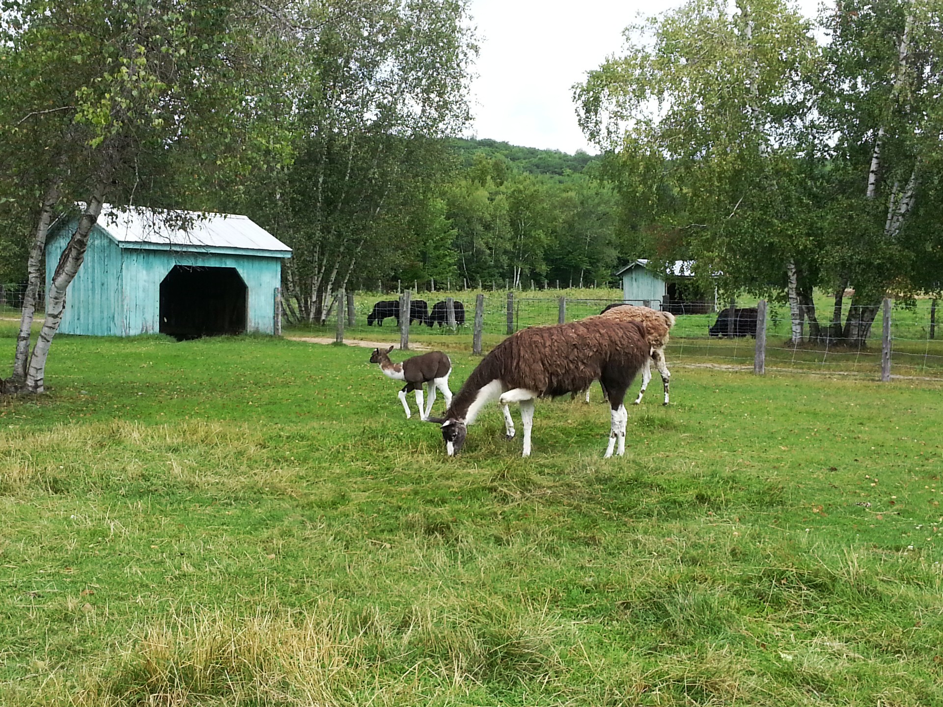 Lama,  Gyvūnas,  Žolė,  Gamta,  Lamas, Nemokamos Nuotraukos,  Nemokama Licenzija