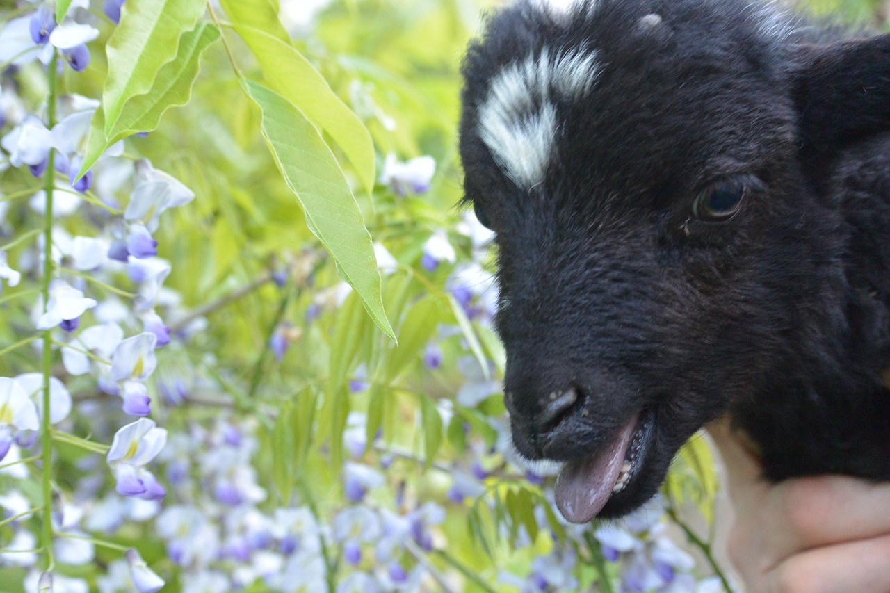 Ėriena, Wisteria, Gamta, Skambinti, Blizgimas, Kūdikis, Gyvūnas, Nemokamos Nuotraukos,  Nemokama Licenzija