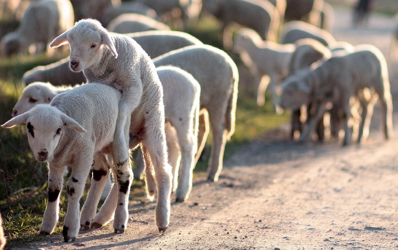 Ėriena, Bandas, Žaisti, Naminis Gyvūnėlis, Nemokamos Nuotraukos,  Nemokama Licenzija