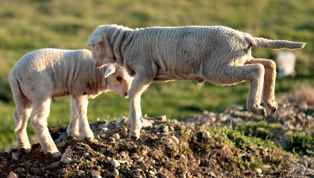 Ėriena, Bandas, Žaisti, Naminis Gyvūnėlis, Nemokamos Nuotraukos,  Nemokama Licenzija