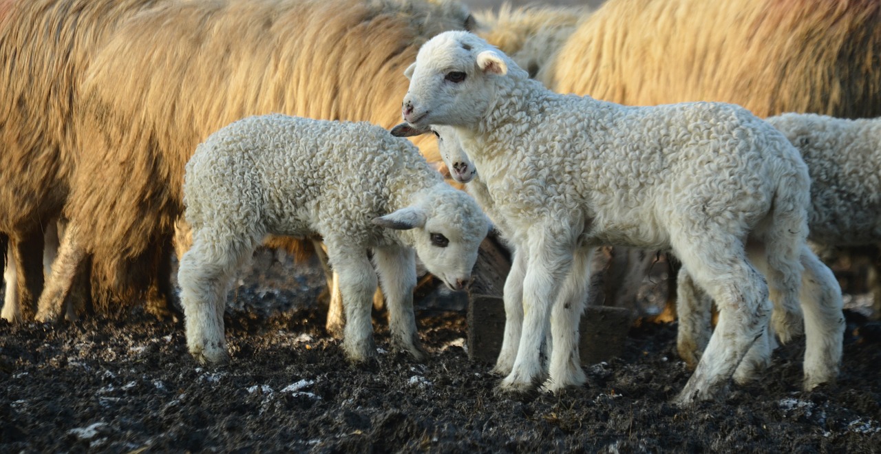 Ėriena, Gamta, Állatportré, Fauna, Ganykla, Kaimo Kraštovaizdis, Avys, Nemokamos Nuotraukos,  Nemokama Licenzija