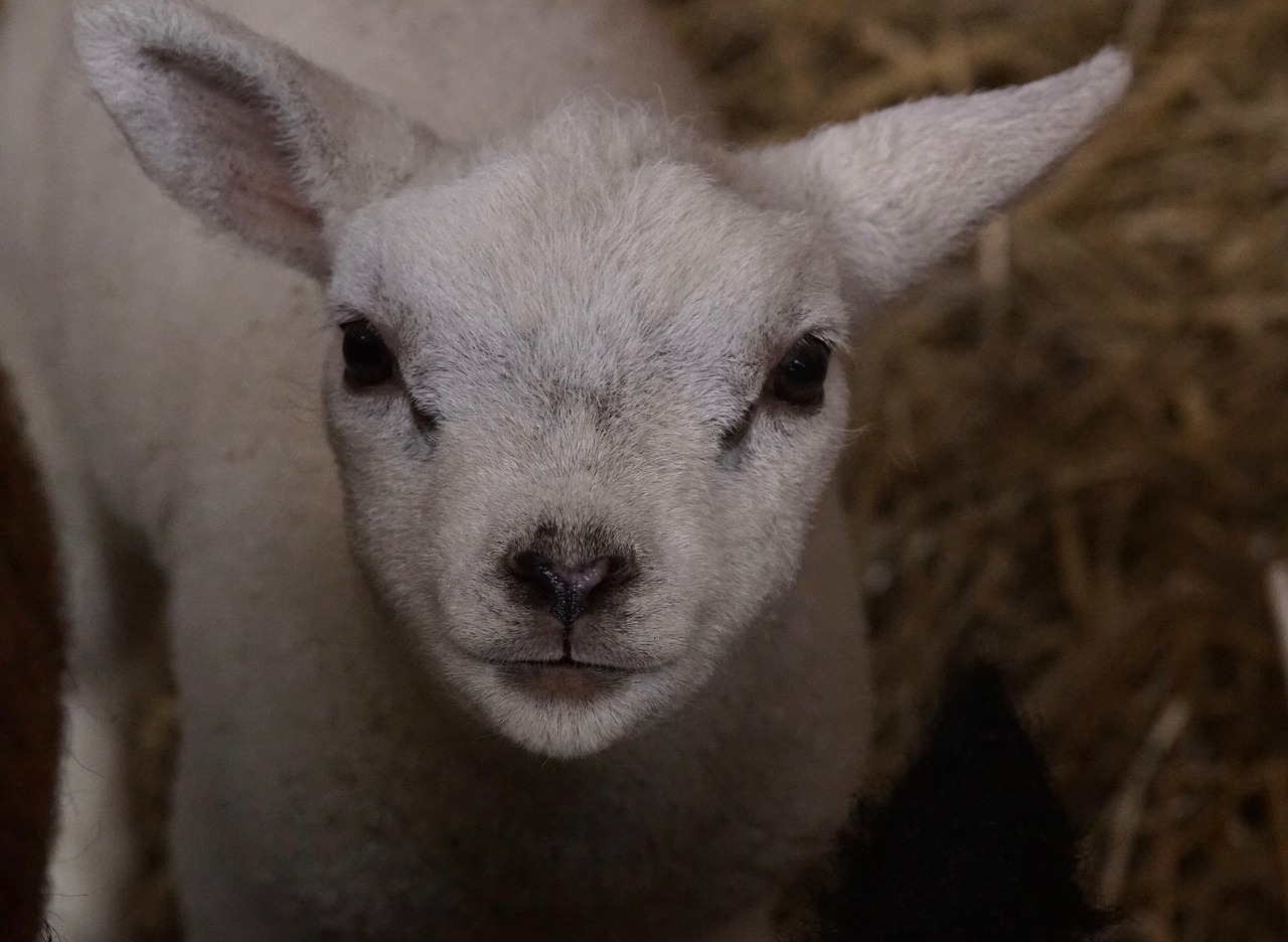 Ėriena, Dėl Texel, Gyvūnas, Nemokamos Nuotraukos,  Nemokama Licenzija