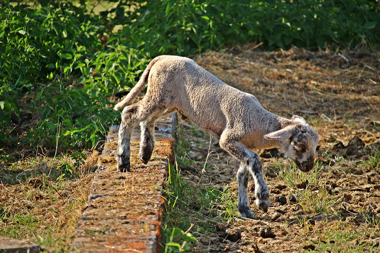 Ėriukas,  Avių,  Ganyklos,  Vata,  Gyvūnas,  Pobūdį,  Meadow,  Žolė,  Galvijų,  Žemdirbystė