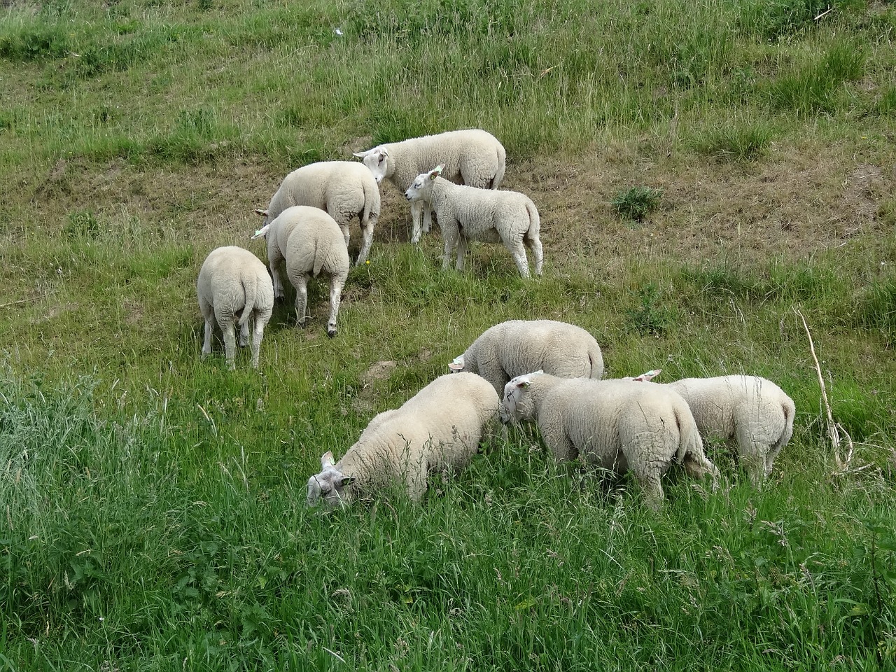 Ėriena,  Avys,  Gamta,  Kraštovaizdis,  Gyvūnas,  Kaimas,  Pieva,  Gyvūnai,  Naršyklė,  Nyderlandai