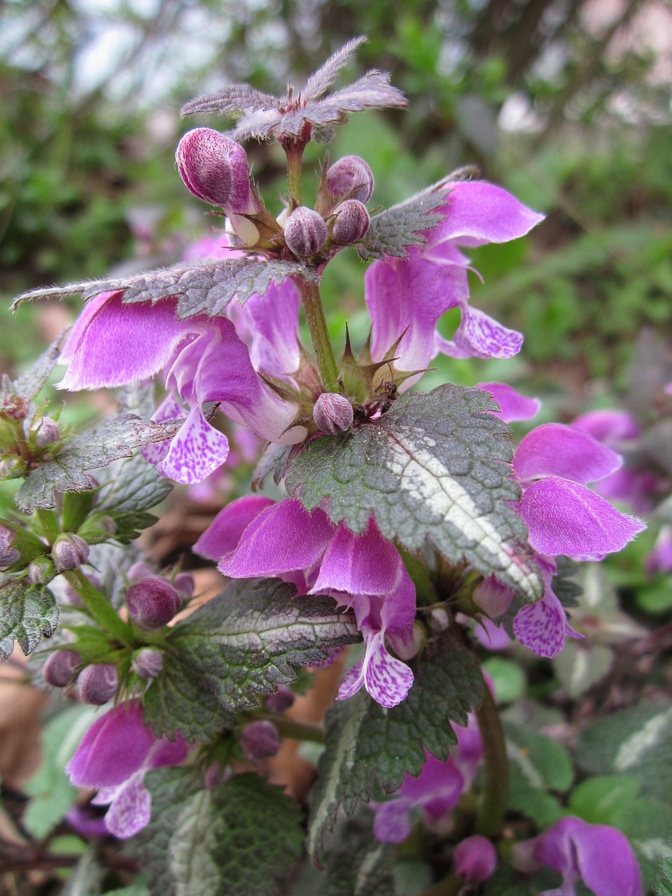 Lamium Maculatum,  Dėmėtoji Negyvoji Jūra,  Pastebėtas Henbit,  Purpurinis Drakonas,  Wildflower,  Flora,  Botanika,  Augalas,  Rūšis,  Žiedynas