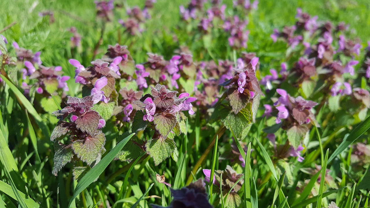 Lamium Purpureum, Violetinė Negyvoji Jūra, Deadnettle, Purpurinis Angelas, Raudona Miręs Dilbis, Lamium, Violetinė, Purpureum, Negyvoji Dilbė, Gamta